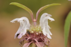 Monarda citriodora austromontana