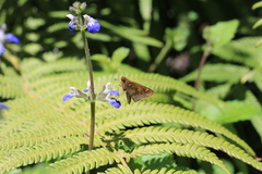 Cymaenes odilia
