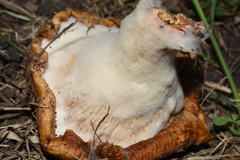 Hypomyces ochraceus
