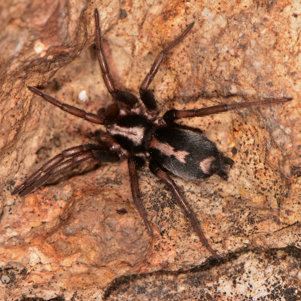 Western Parson Spider (Biodiversity of Moorpark College) · iNaturalist