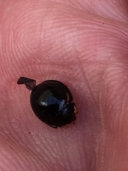 Cheilomenes sexmaculata