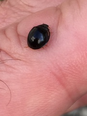 Cheilomenes sexmaculata