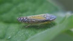 Graphocephala pulchra