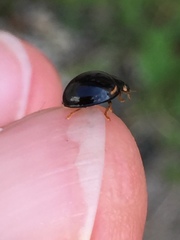 Cheilomenes sexmaculata