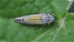 Graphocephala pulchra