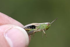 Pseudochorthippus parallelus