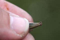 Pseudochorthippus parallelus