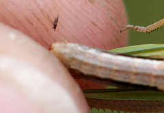 Pseudochorthippus parallelus