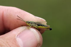 Pseudochorthippus parallelus