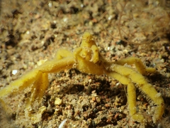 Oncinopus