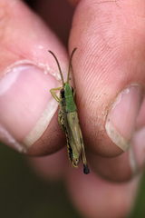 Pseudochorthippus parallelus