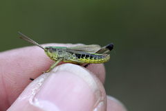 Pseudochorthippus parallelus