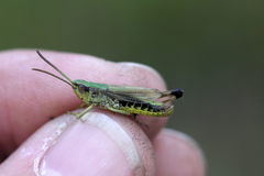 Pseudochorthippus parallelus