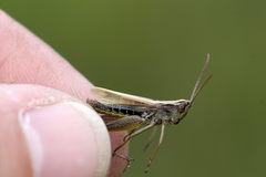 Pseudochorthippus parallelus