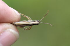 Pseudochorthippus parallelus