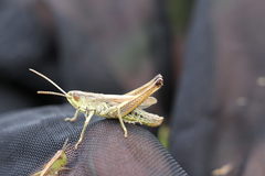 Pseudochorthippus parallelus