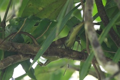 Emoia samoensis