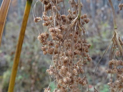 Scirpus lushanensis