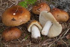 Russula integra