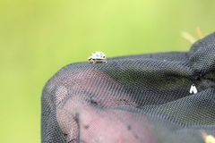 Tytthaspis sedecimpunctata