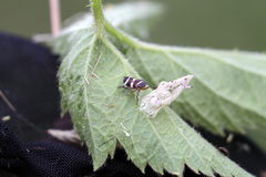 Planaphrodes