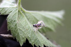 Planaphrodes