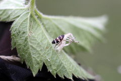 Planaphrodes