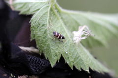 Planaphrodes