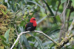 Myzomela nigriventris