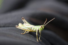 Pseudochorthippus parallelus