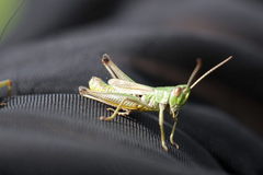 Pseudochorthippus parallelus