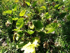 Echinodorus grandiflorus