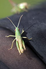 Pseudochorthippus parallelus