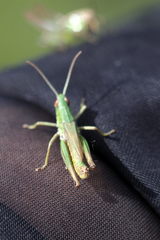 Pseudochorthippus parallelus