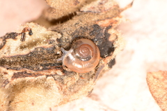 Glyphyalinia indentata paucilirata