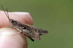 Chorthippus brunneus