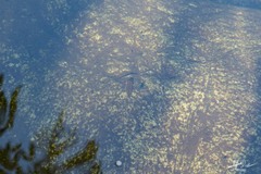 Limnobdella
