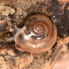 Glyphyalinia indentata paucilirata