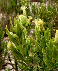 Brickellia dentata