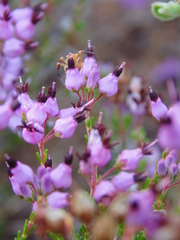 Erica umbellata