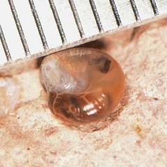 Glyphyalinia indentata paucilirata