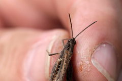 Chorthippus brunneus