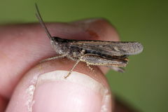 Chorthippus brunneus