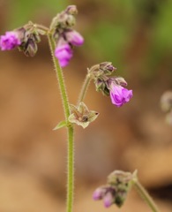 Mirabilis melanotricha