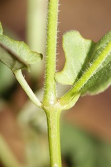 Mirabilis melanotricha