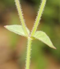 Mirabilis melanotricha