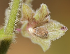 Mirabilis melanotricha