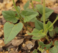 Mirabilis melanotricha