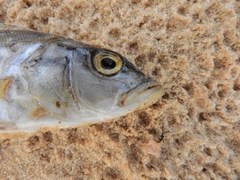 Cichla temensis