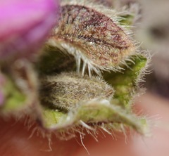 Mirabilis melanotricha